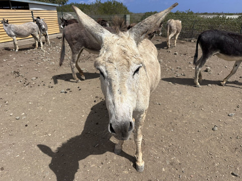 Donkey Sanctuary Bonaire-博奈尔岛必去景点