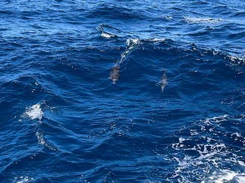 OceanExplorer La Palma-Tazacorte必去景点