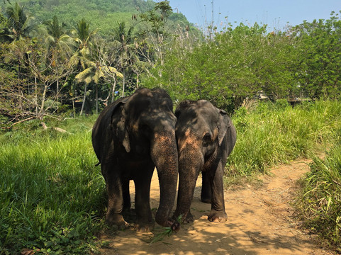 Elephant Freedom Project-凯格勒 必去景点