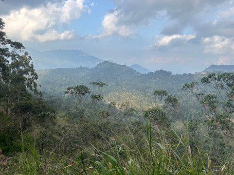 Amba Estate Farmstay主图