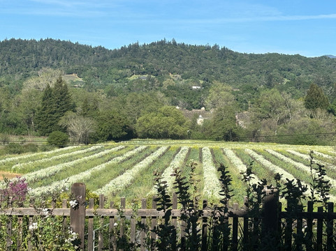 Capo Creek Winery-希尔兹堡必去景点