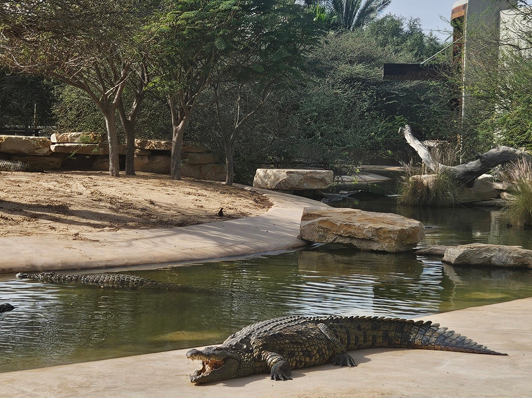 Dubai Crocodile Park-迪拜必去景点