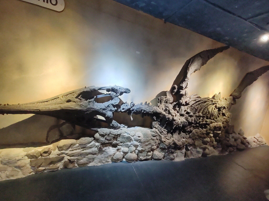 Museo Paleontologico de Villa de Leyva-莱瓦镇必去景点