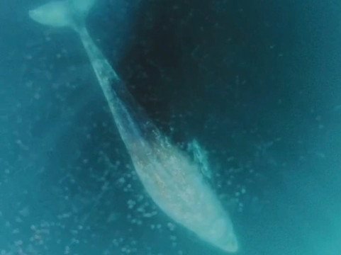 Murillos Bros Adventours-Puerto San Carlos必去景点