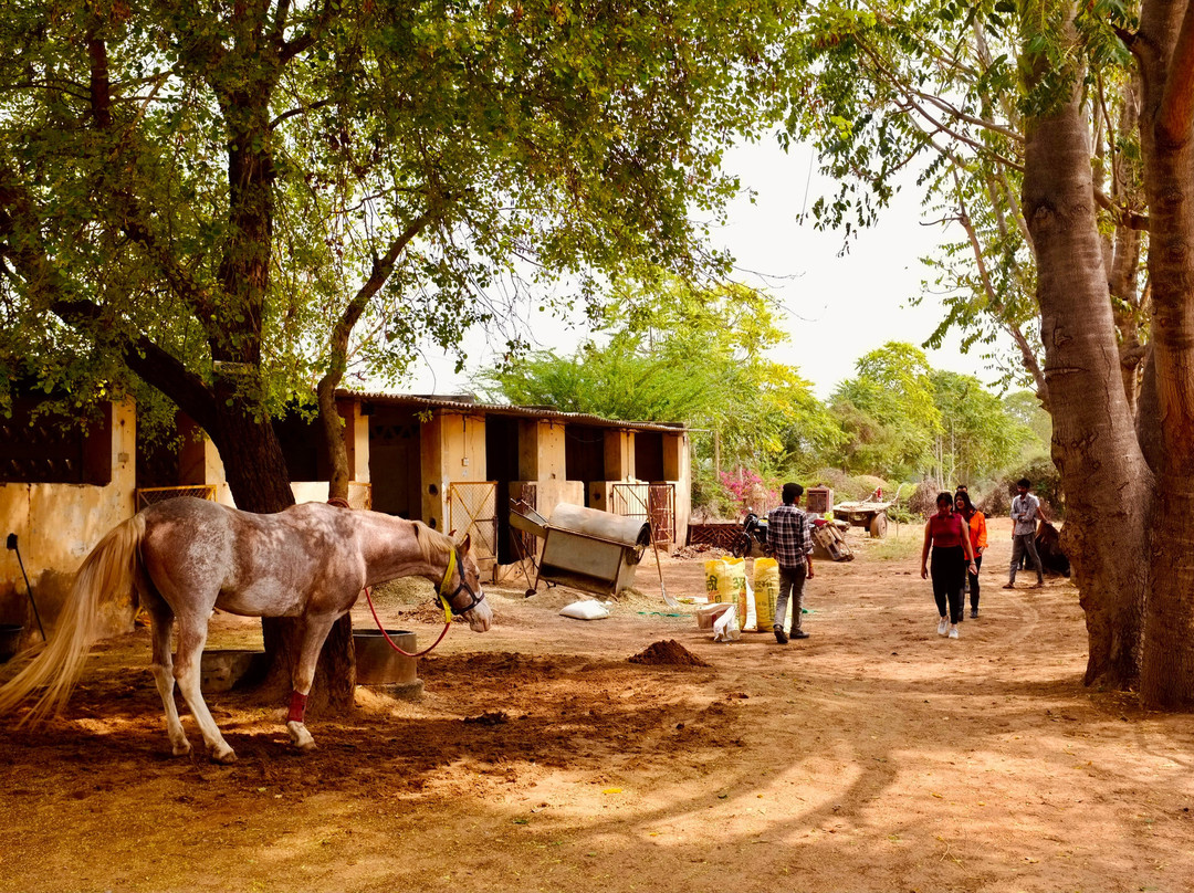 A Baisa’s Adventures-Shekhawati必去景点