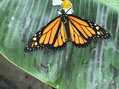 The London Butterfly Gardens-贝克斯利希斯必去景点