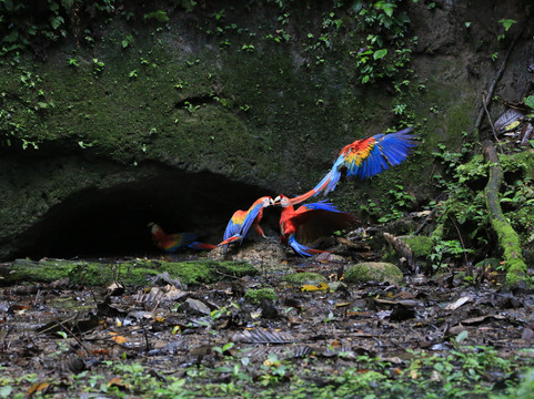 Selva Verde Tours-Misahualli必去景点