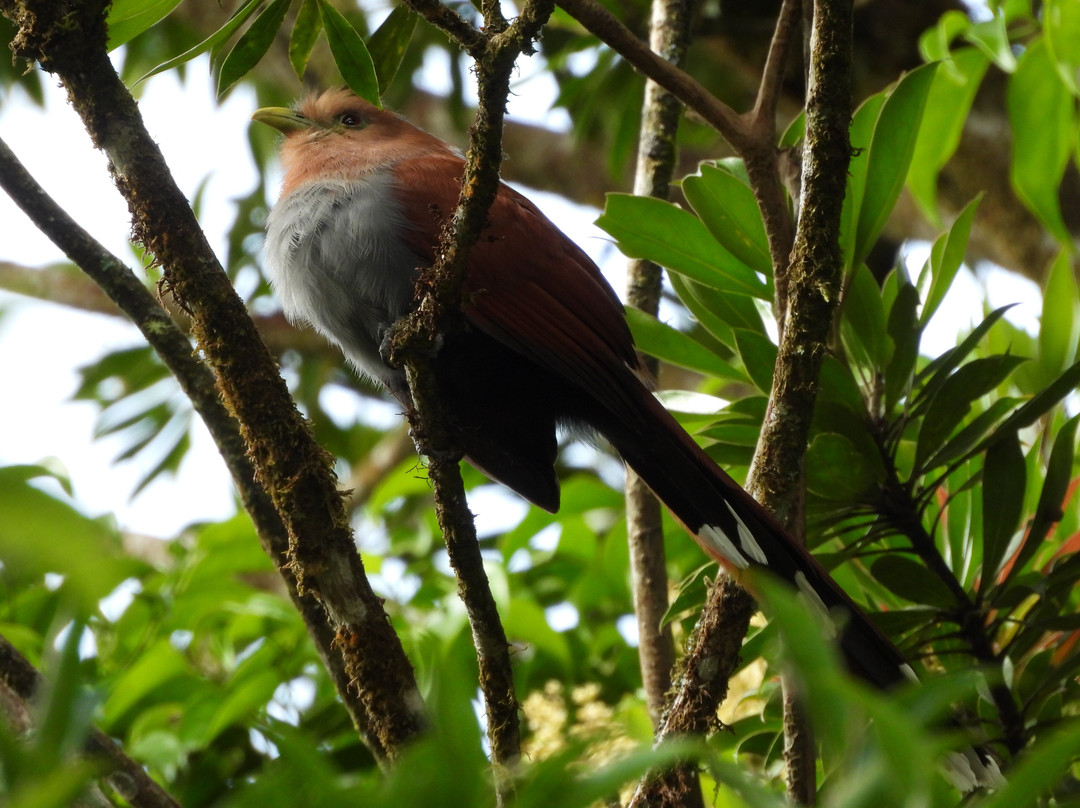 Ficus Trails-蒙特沃德必去景点