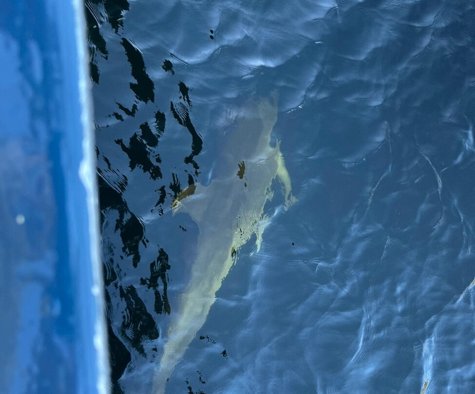 Fiordland Expeditions - Doubtful Sound Overnight Cruises & Multi Day Charters-马纳普里必去景点