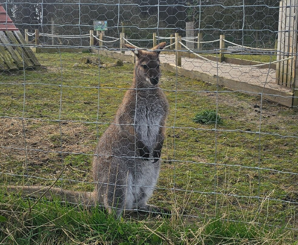 Hillview Animal Park-Alloa必去景点