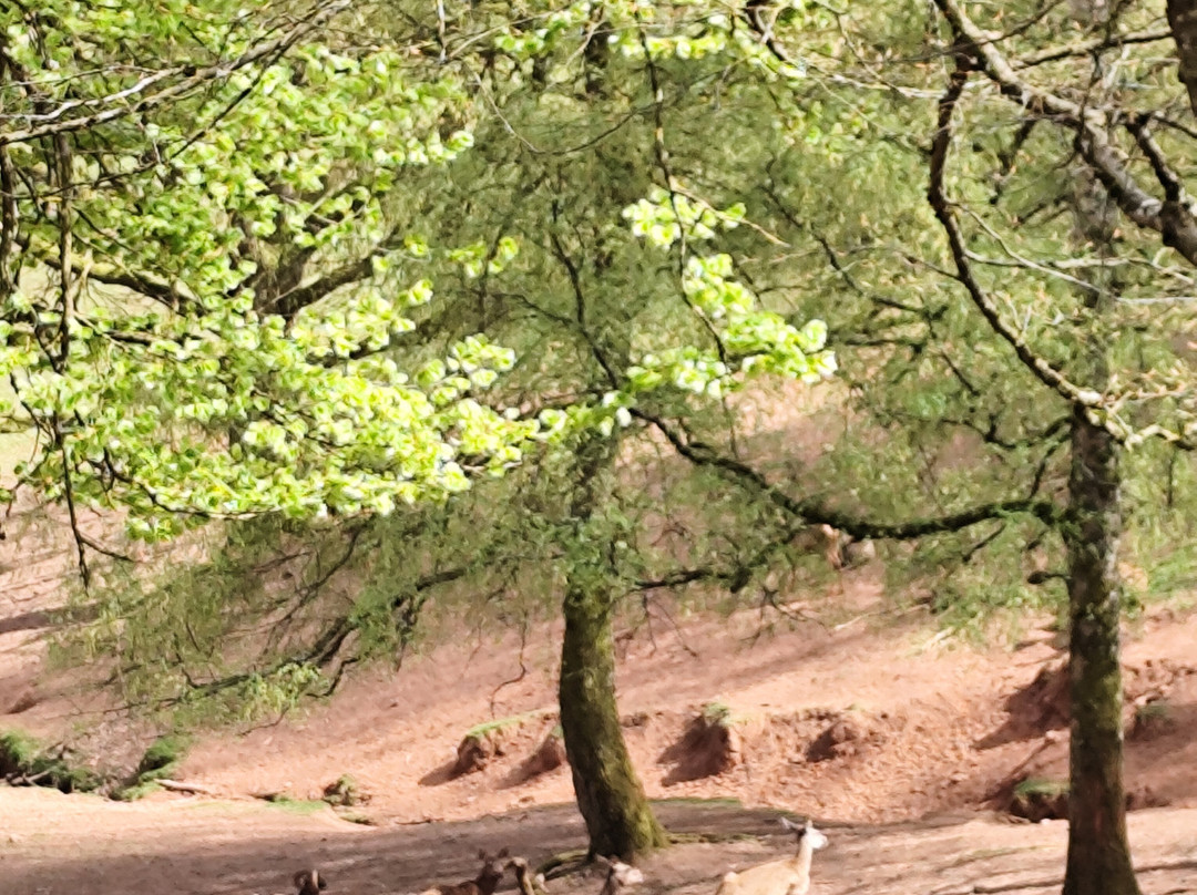 Wild- und Wanderpark-Silz必去景点