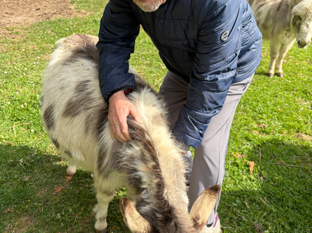 Alpaga Normandie - Animaux Miniatures-巴约必去景点