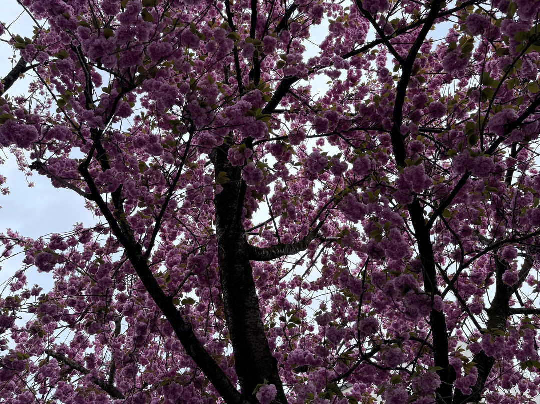 Cherry Blossom-波恩必去景点
