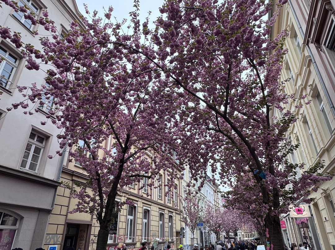 Cherry Blossom-波恩必去景点