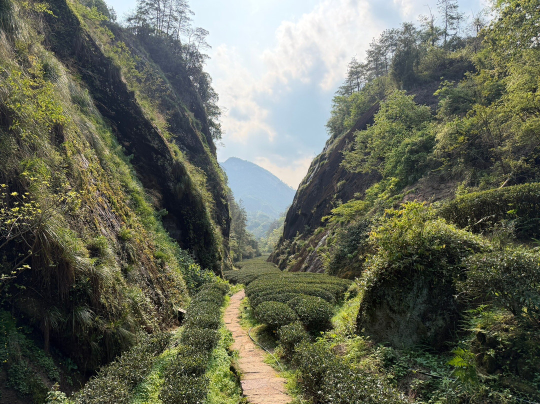 Ultimate Guide to Wuyishan-武夷山市必去景点