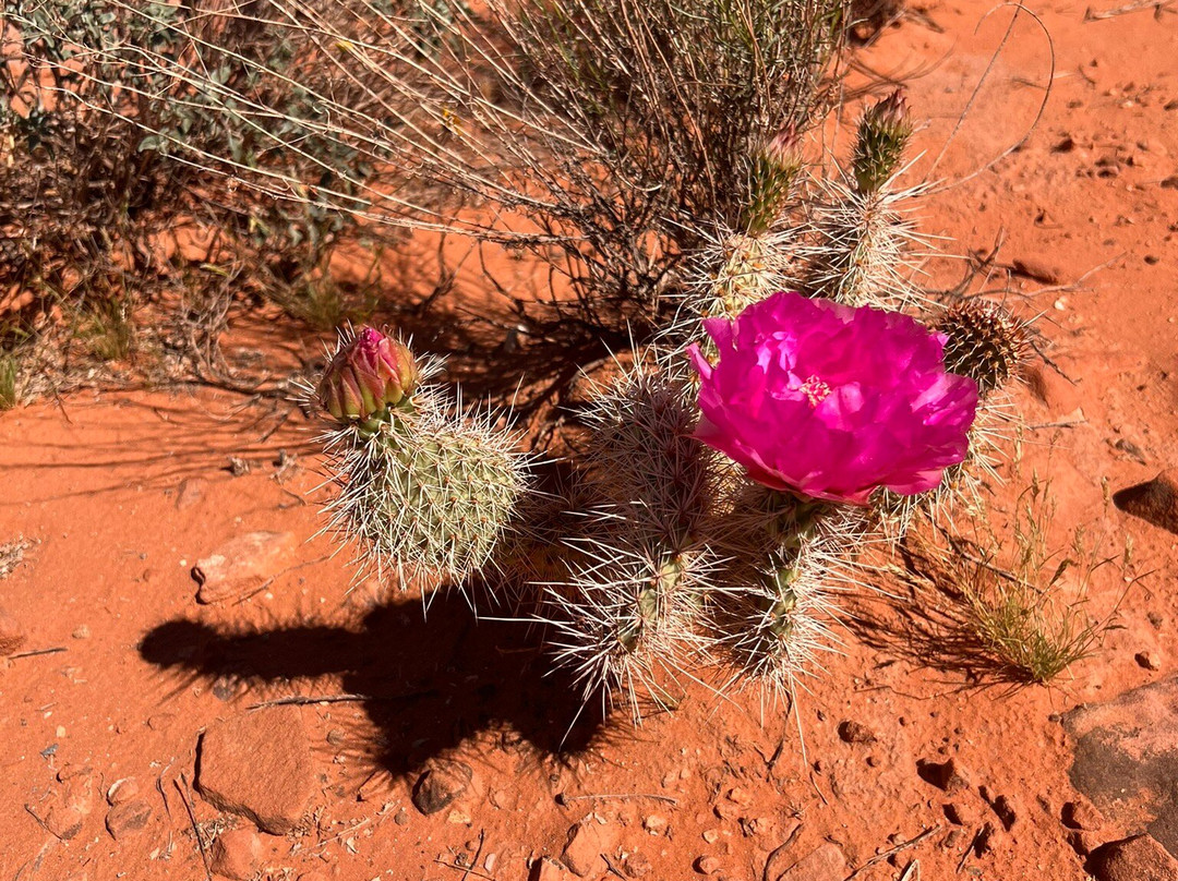 Red Cliffs National Conservation Area-圣乔治必去景点
