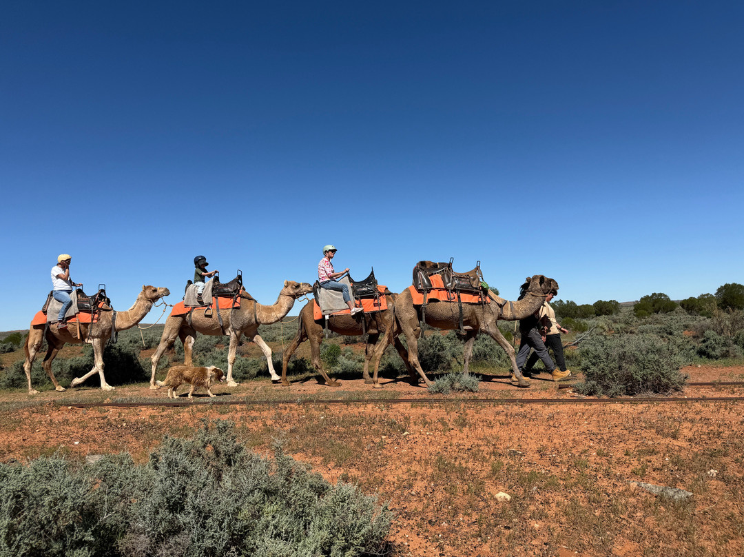 Silverton Outback Camels-Silverton必去景点