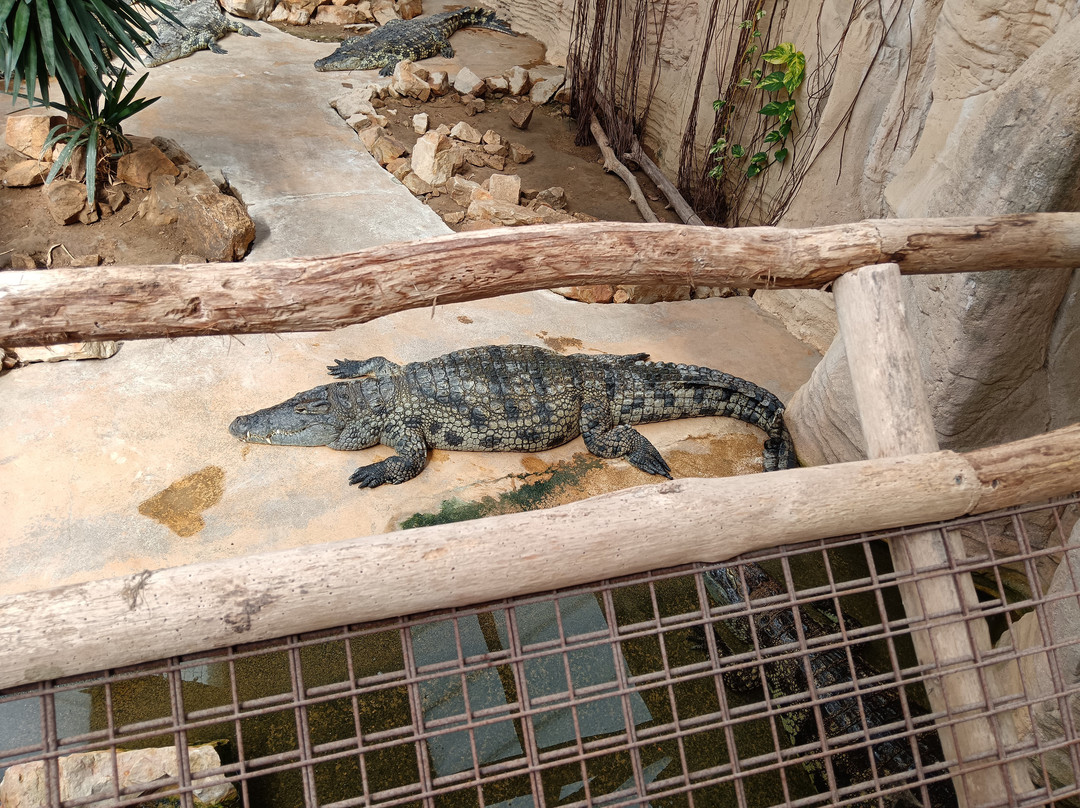 Alligator Bay-波伏娃必去景点