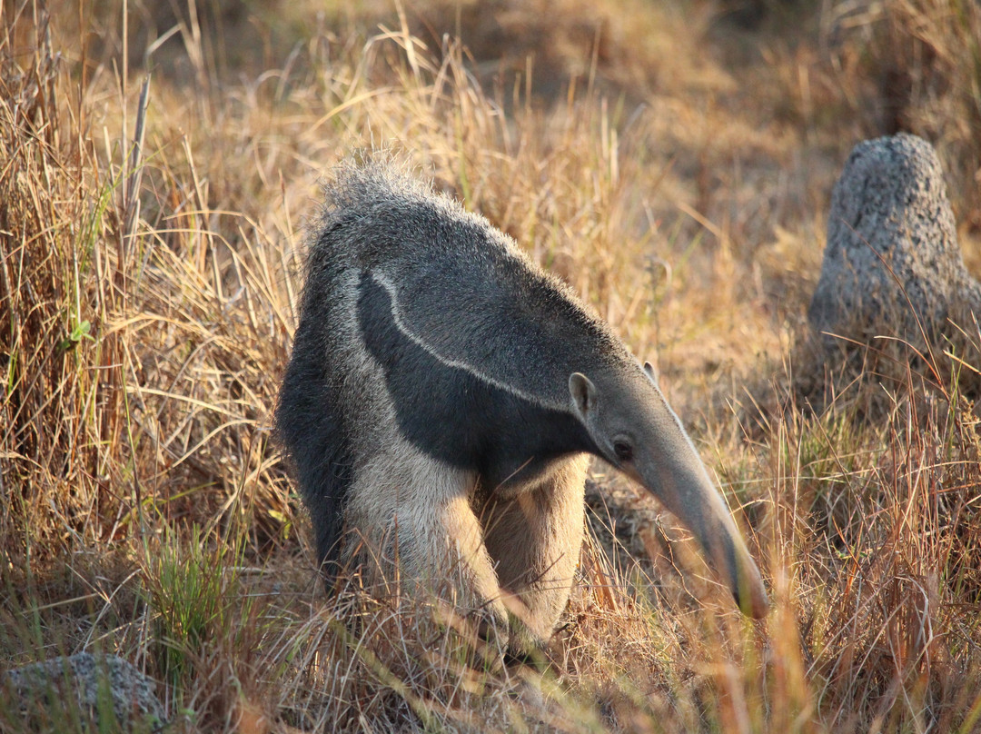 Wild Llanos Tours and Safaris-Yopal必去景点