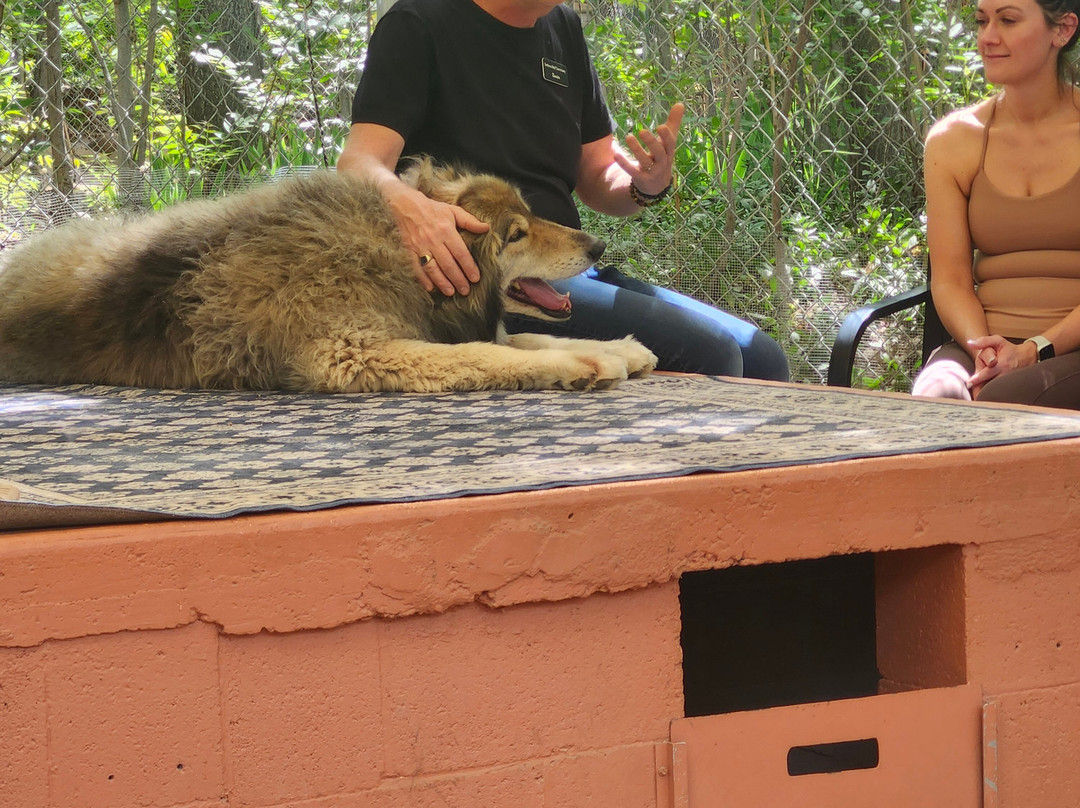 Sedona Wolf Sanctuary-Rimrock必去景点