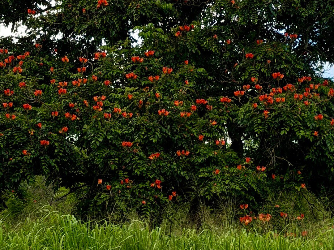 Central Oahu Regional Park-火奴鲁鲁必去景点