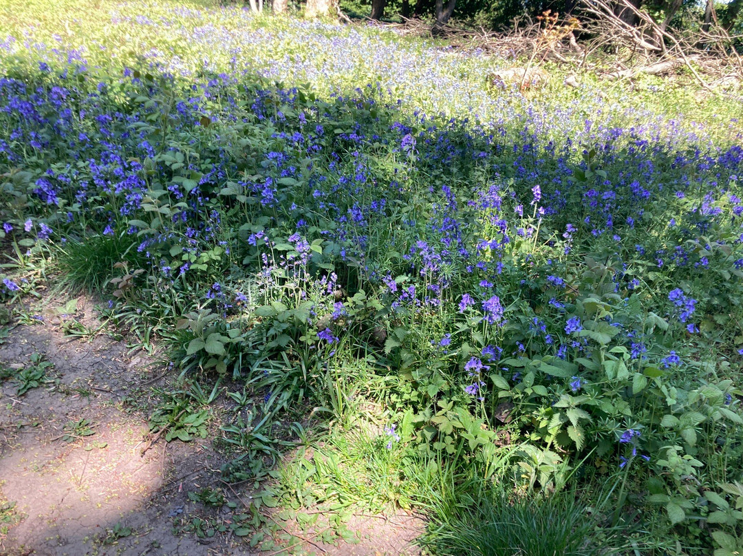 National Trust - Ashridge Estate-Berkhamsted必去景点