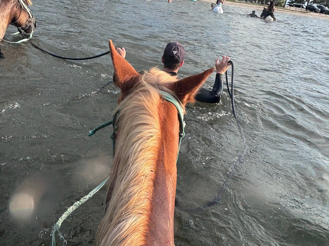 Florida Beach Horses-布雷登顿必去景点