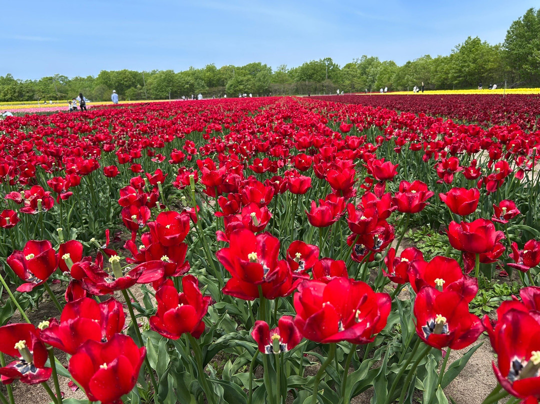 Tainai Flower Park-胎内市必去景点