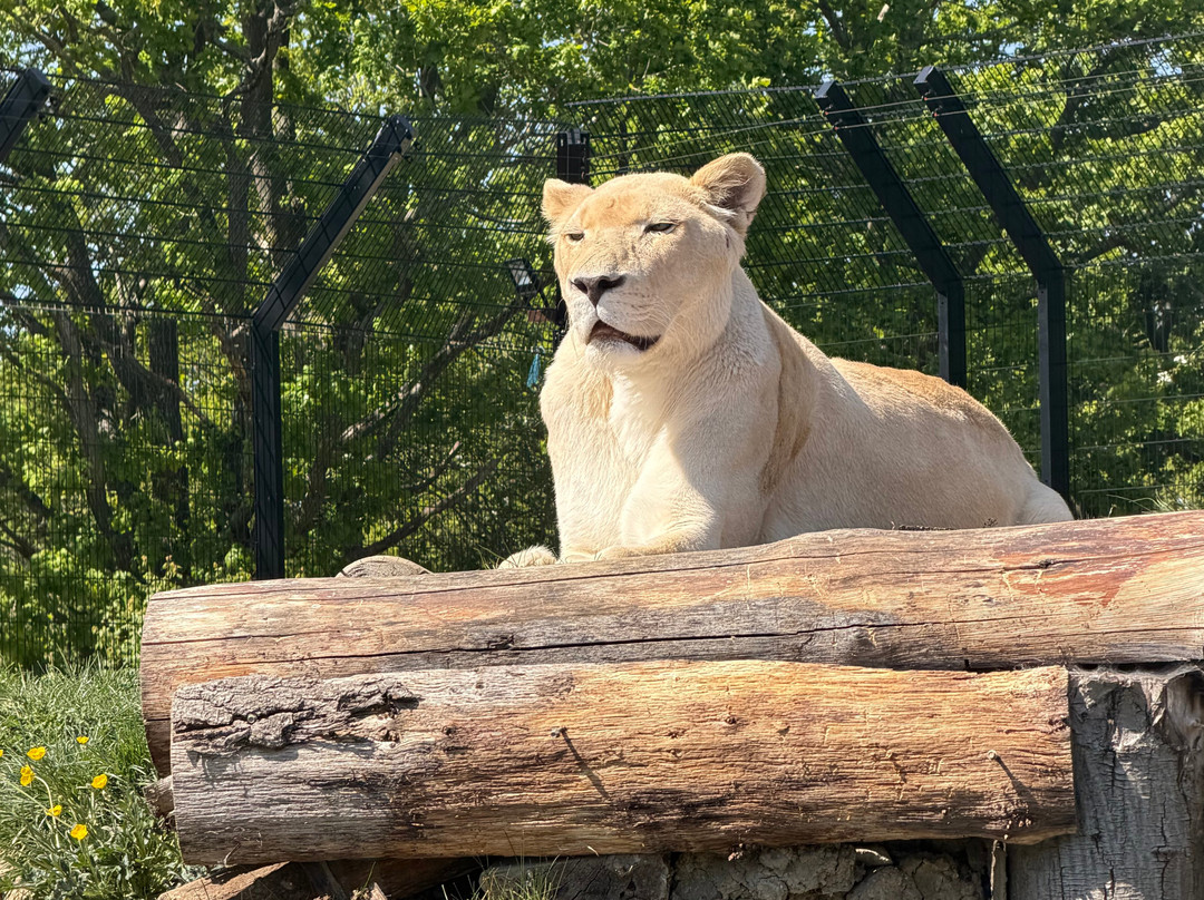 The Big Cat Sanctuary-Smarden必去景点