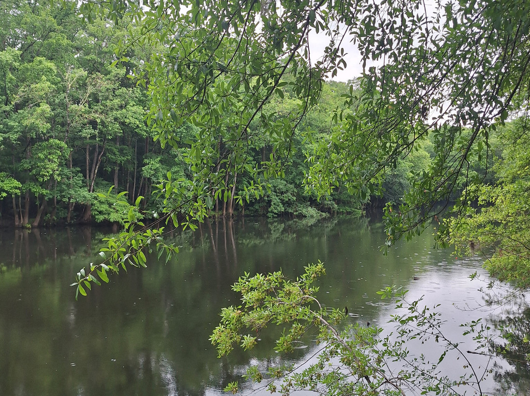 Congaree National Park-Hopkins必去景点