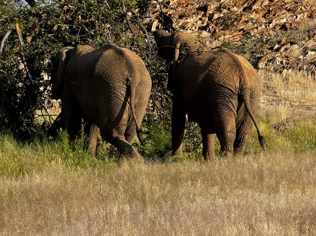 Twyfelfontein Elephant Drives-Palmwag必去景点