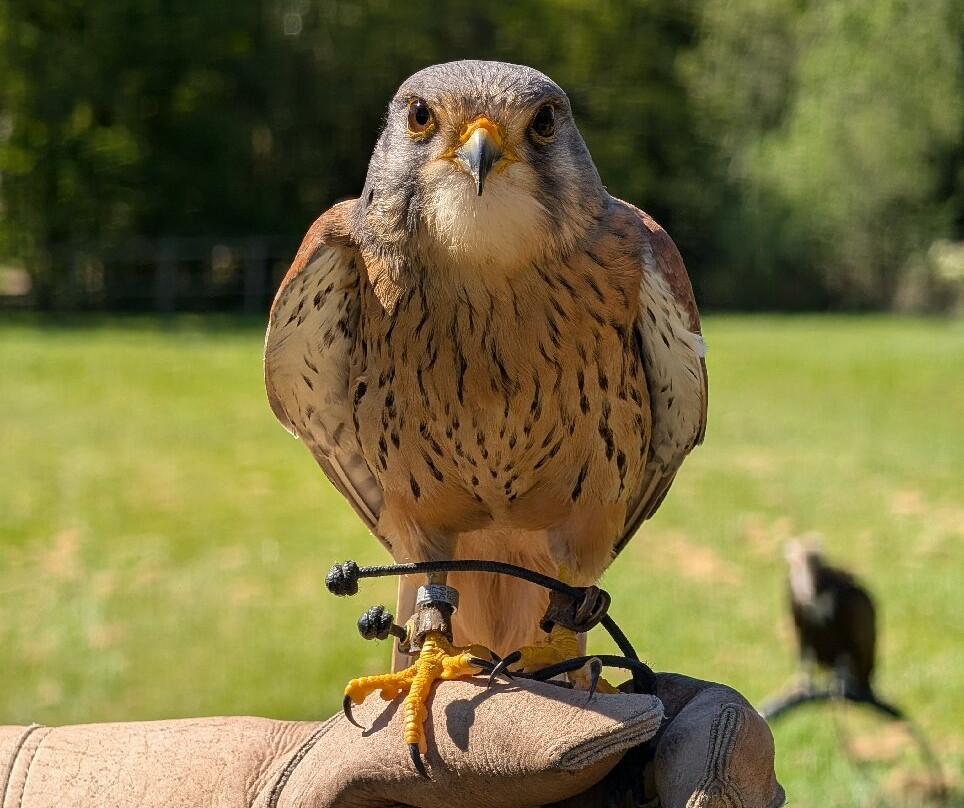 Surrey Hills Falconry-Ockley必去景点