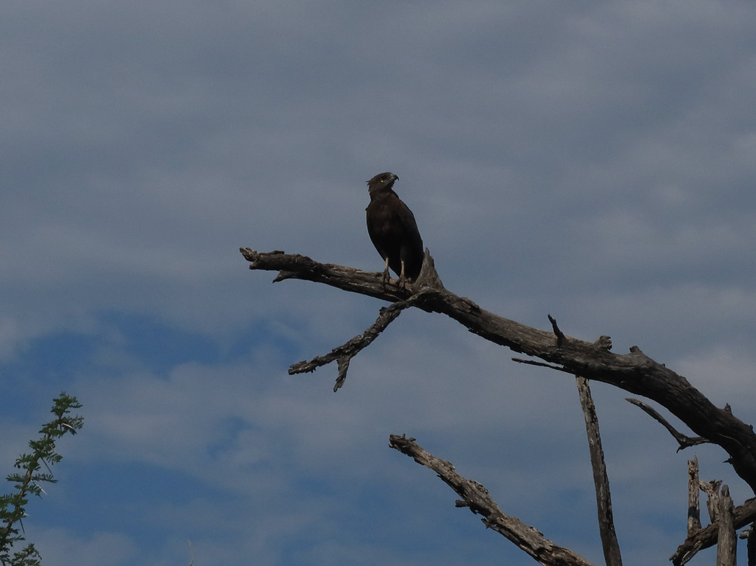 Hluhluwe - iMfolozi Park Wilderness Area-Hluhluwe Game Reserve必去景点