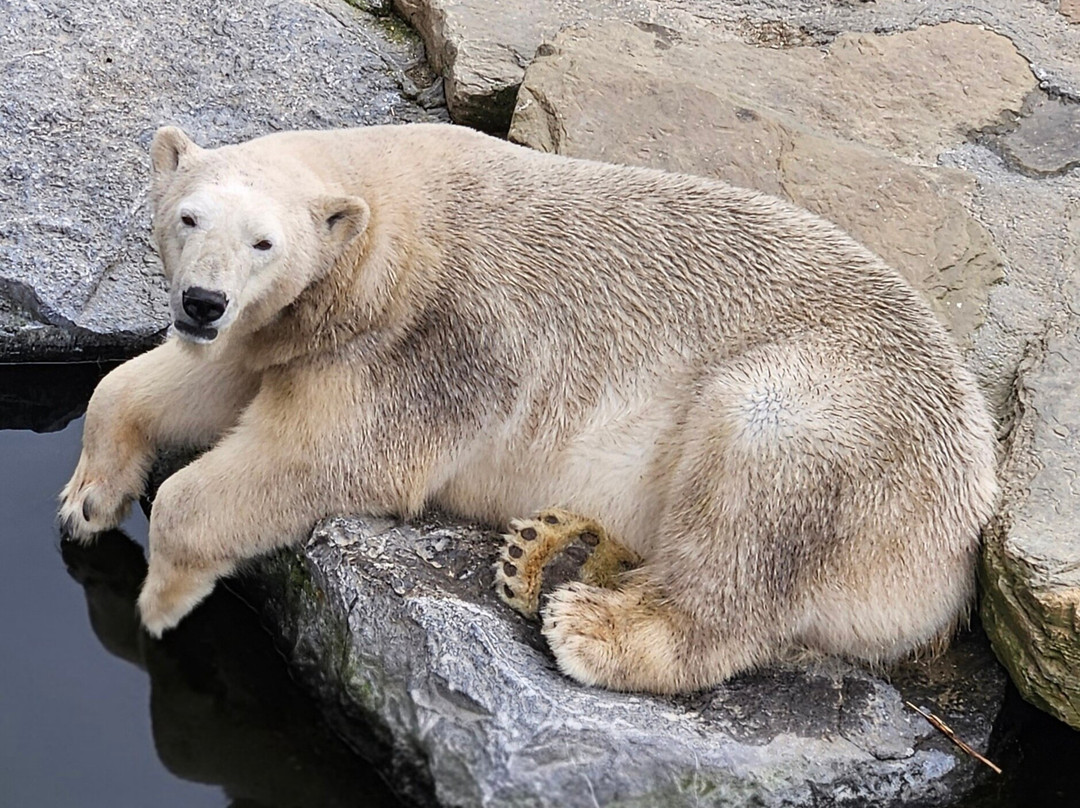 Pairi Daiza Resort主图