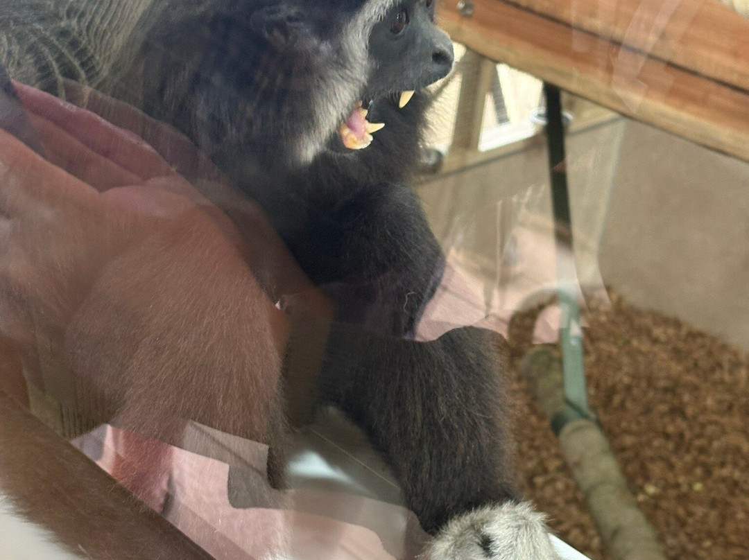 Yorkshire Wildlife Park-Auckley必去景点