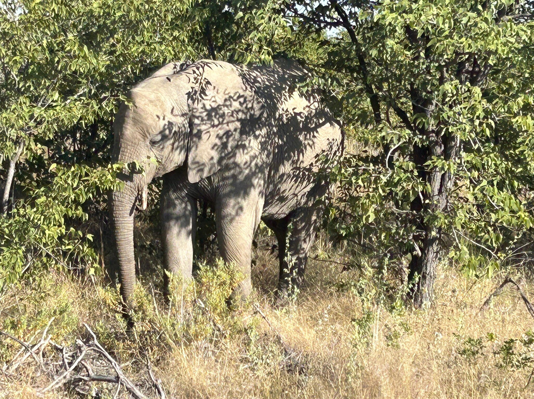 Born in Etosha Self-Drive Private Tours-Okaukuejo必去景点