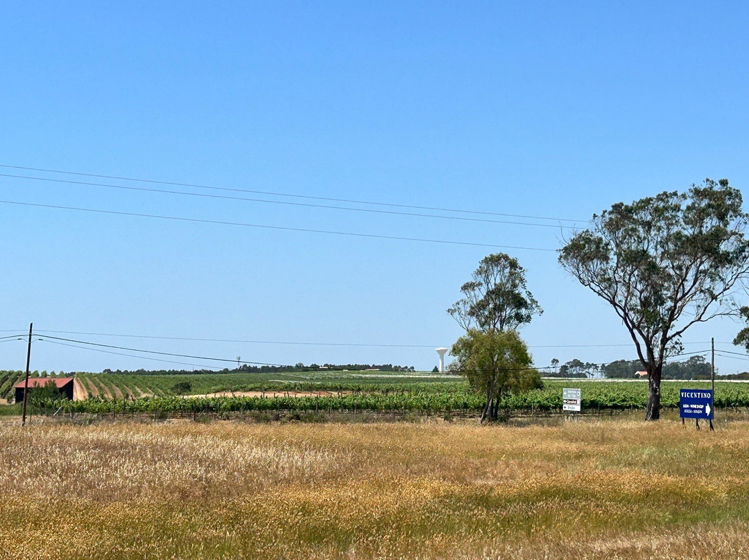 Vicentino Wines
