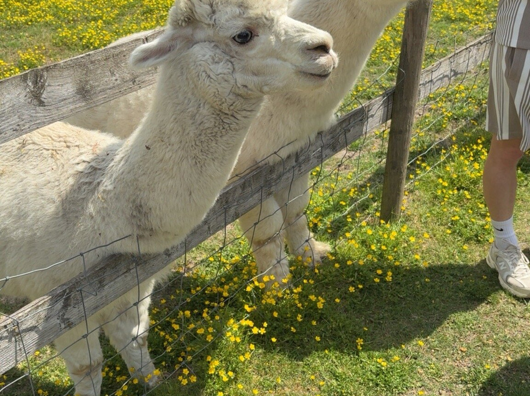 Marsh Farm Animal Adventure Park-Woodham Ferrers必去景点