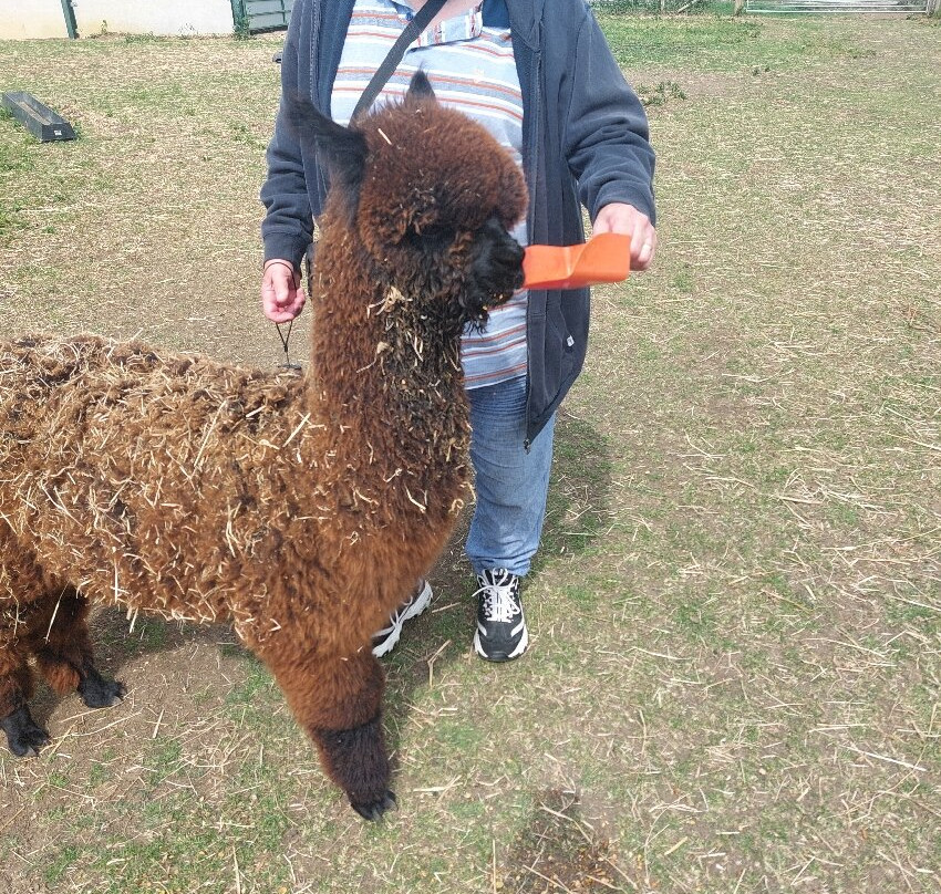 J and J Alpacas-特伦特河畔纽瓦克必去景点