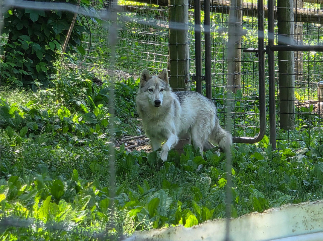 Wolf Sanctuary of PA-利蒂茨必去景点