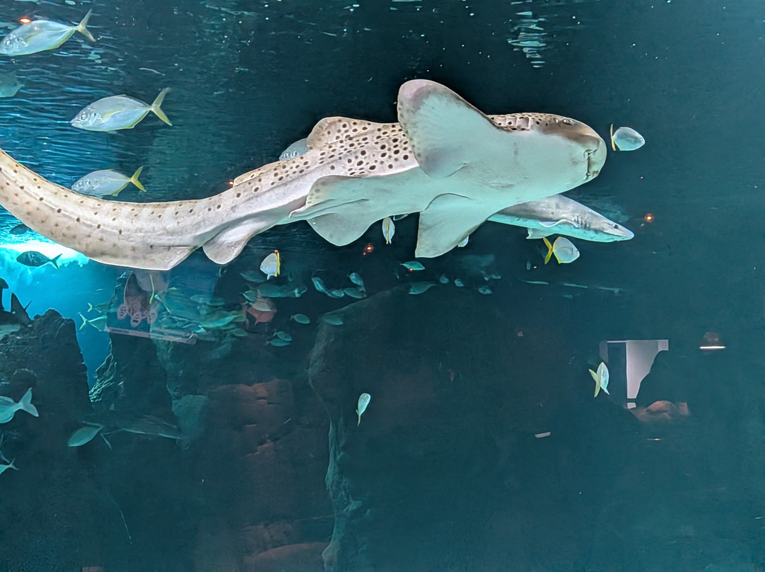 Lanzarote Aquarium-科斯塔特吉塞必去景点