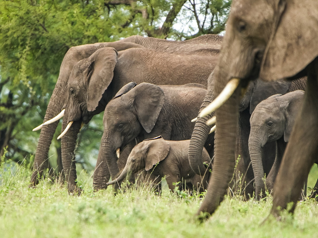 African Scenic Safaris-莫西必去景点