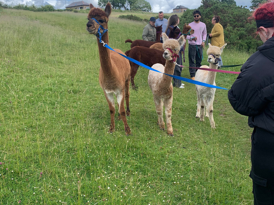 Meadowcroft Farm Alpacas-Bury必去景点