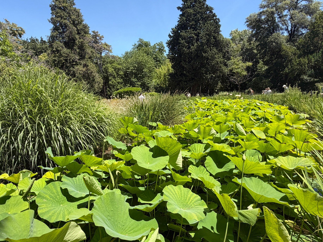 Jardin des Plantes-蒙彼利埃必去景点