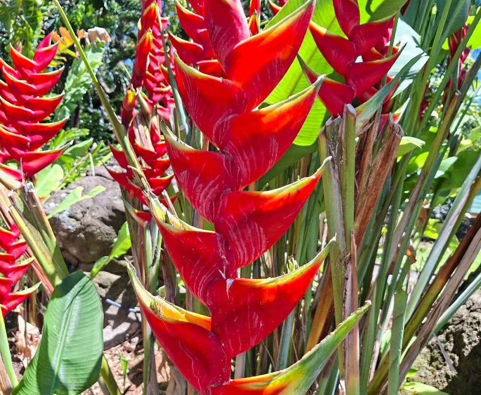 Jardin Botanique de Deshaies-Deshaies必去景点