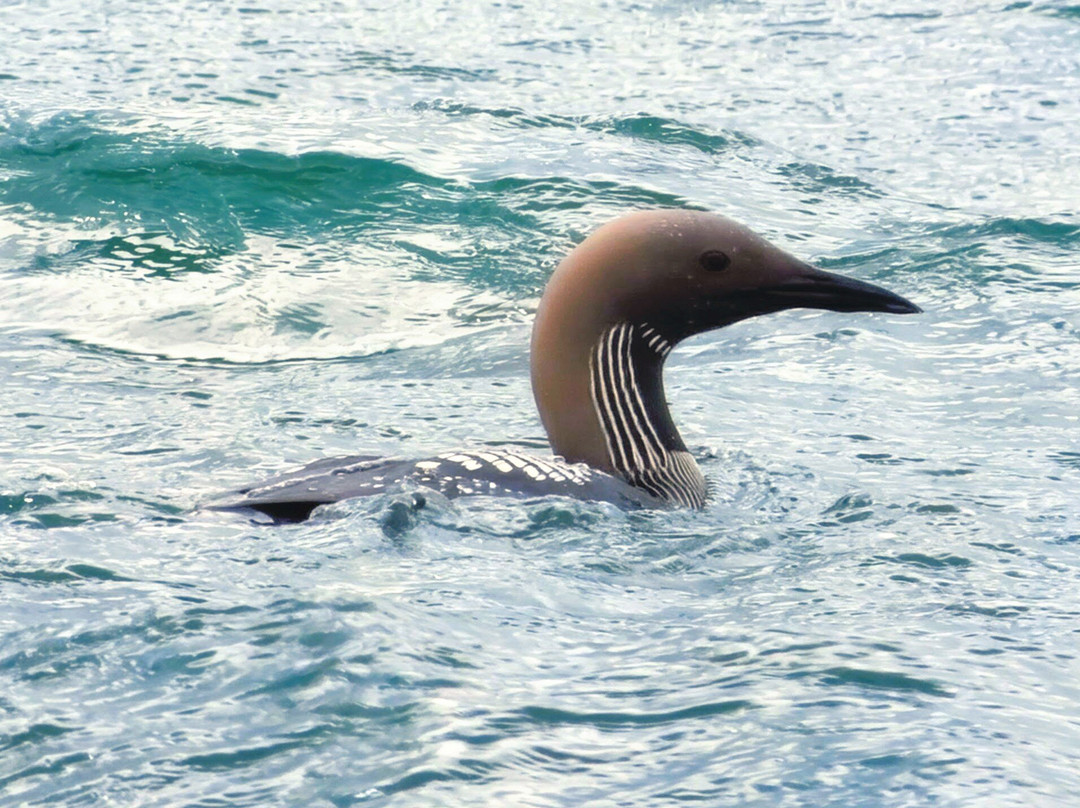 Lady Anne Wildlife Cruises-Grimsay必去景点