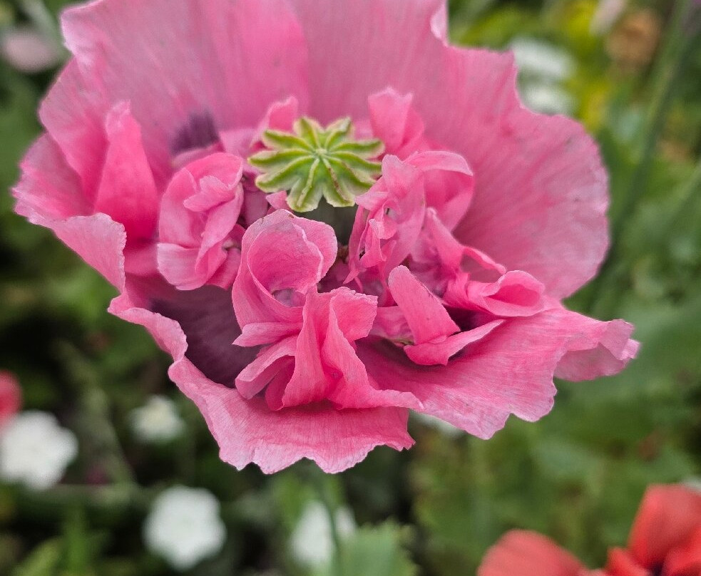Houghton Hall and Gardens-Houghton必去景点
