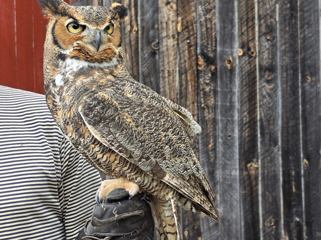 Monadnock Falconry-Temple必去景点