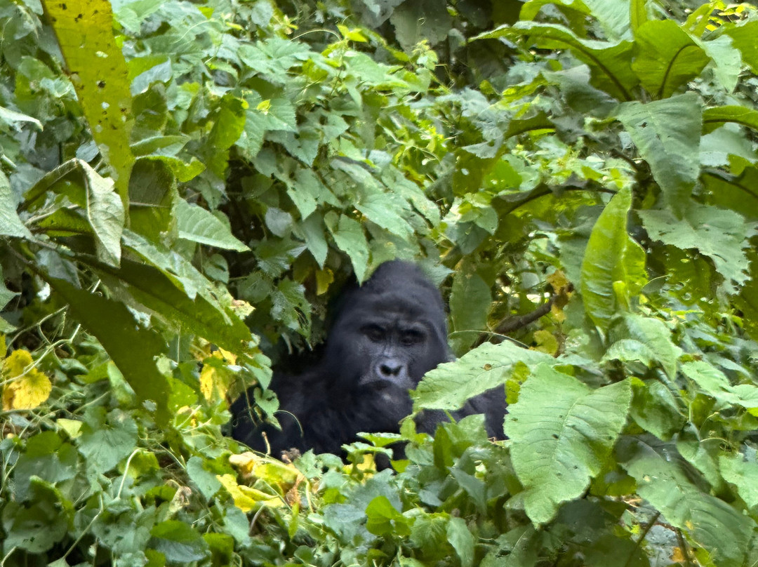 Go Gorilla Trekking-吉佳利必去景点