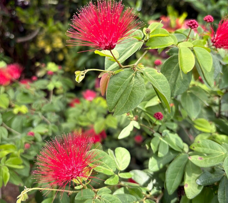 Naples Botanical Garden-那不勒斯必去景点